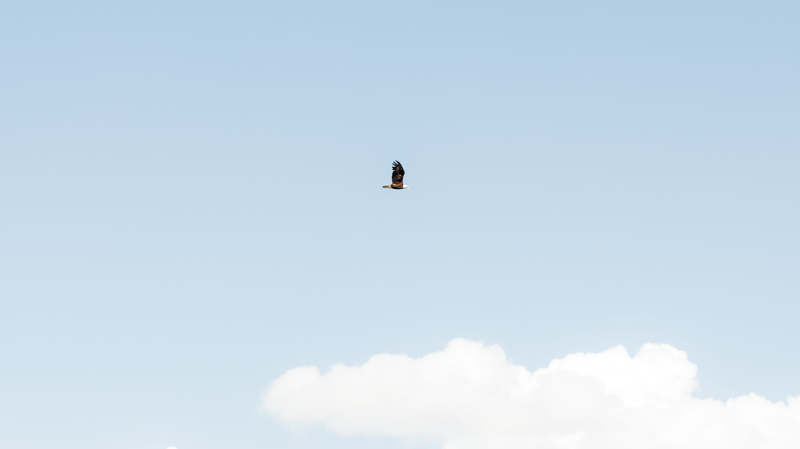 Wild Eagle Fishing in Montana